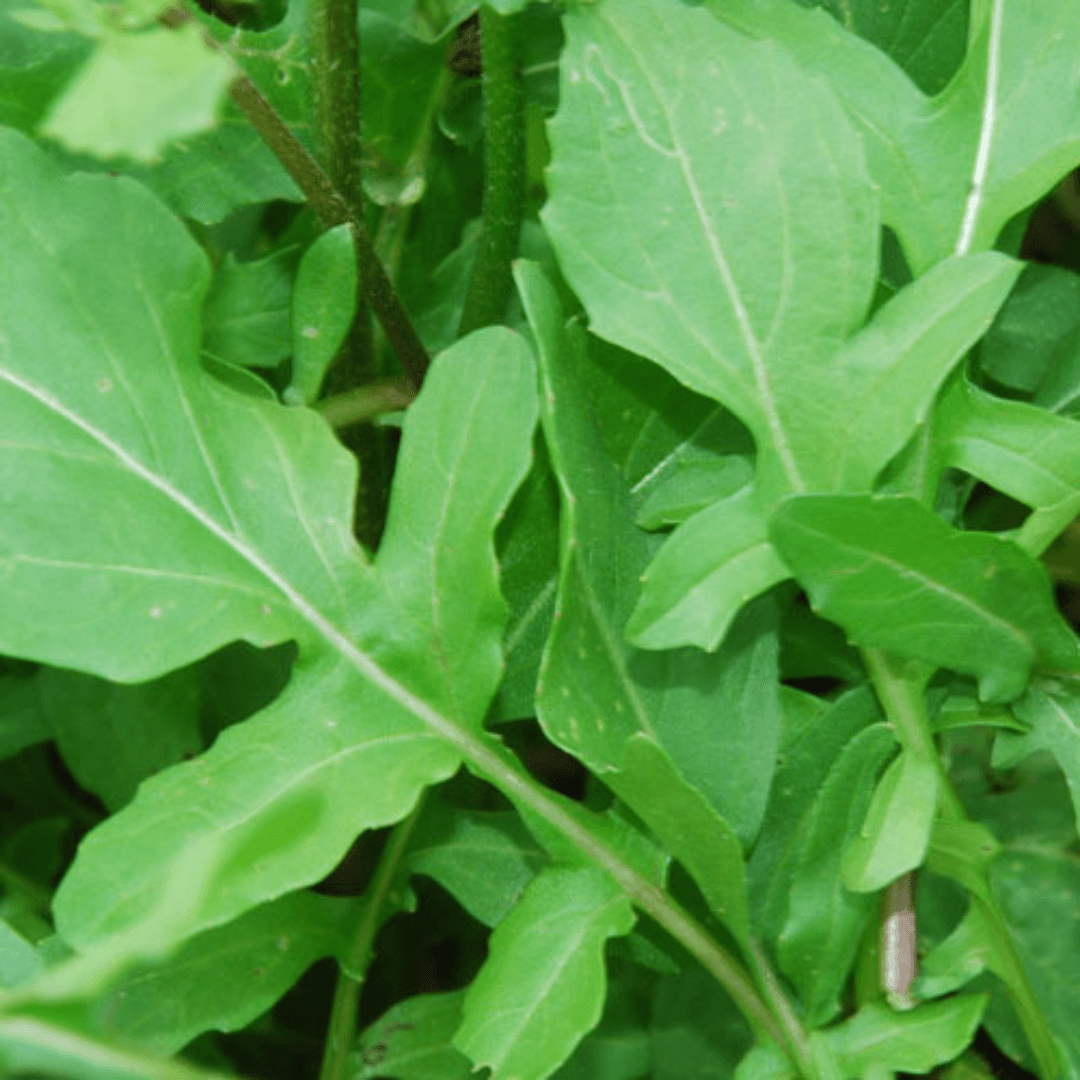 Rocket lettuce (Arugula Salad) - Seeds