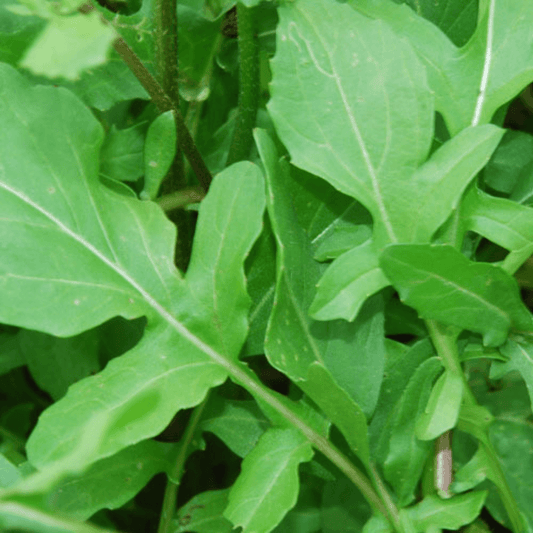 Rocket lettuce (Arugula Salad) - Seeds