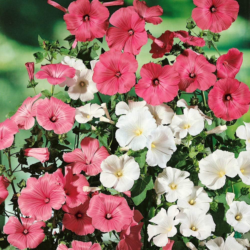 Rose Mallow (Lavatera) Mix – Seeds