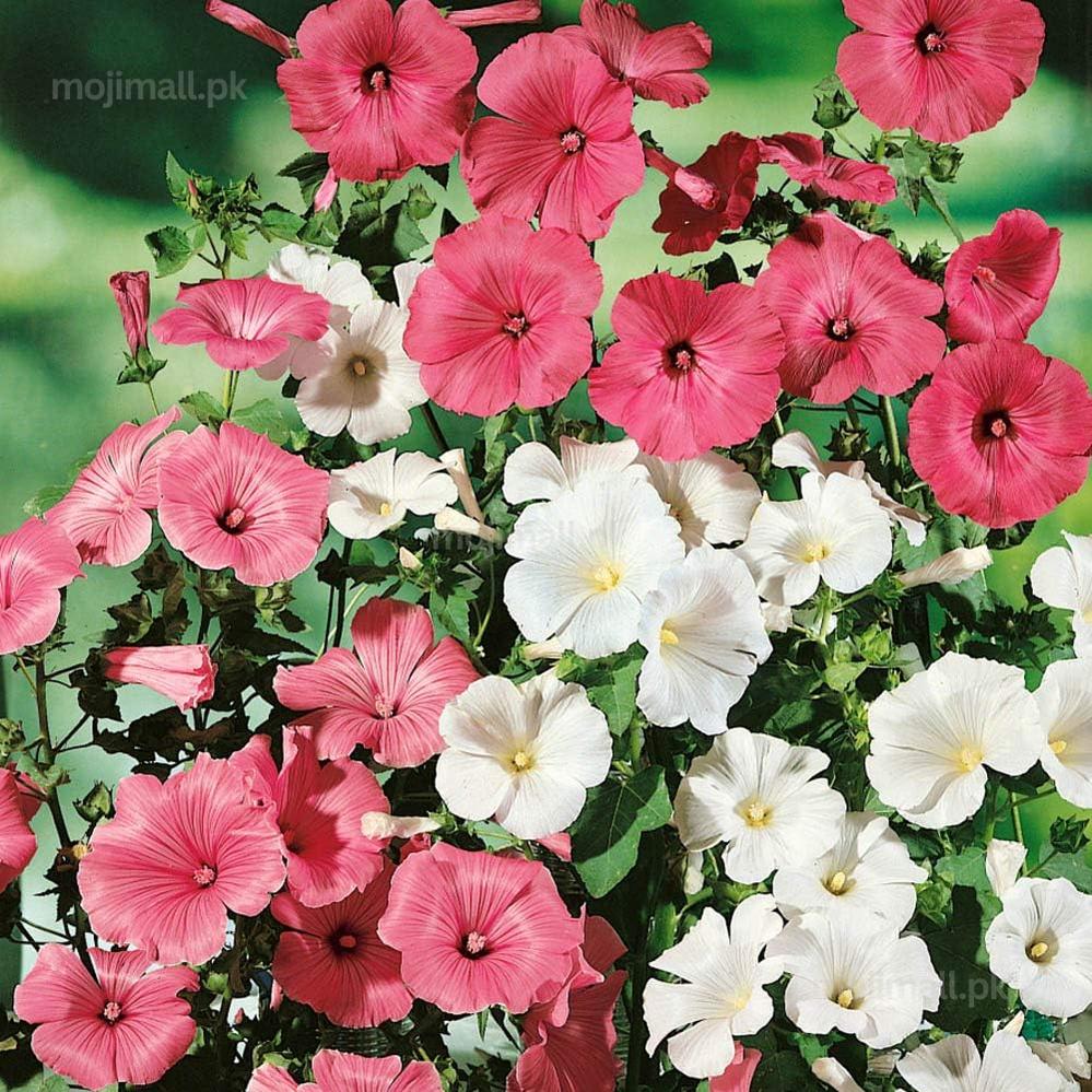 Rose Mallow Mix – Seeds (WINTER)-Moji Mall