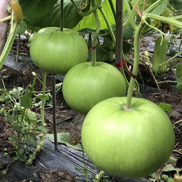 Round Gourd (کدو) - F1 Hybrid Seeds