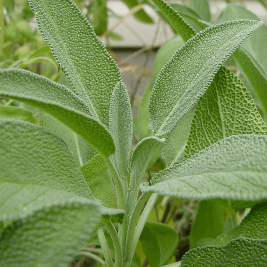 Sage – 12 Seeds
