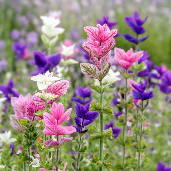 Colorful Salvia Tricolor flowers including pink, purple, and white in a field