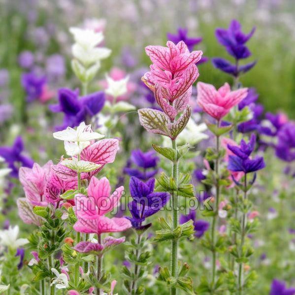 Colorful Salvia Tricolor flowers including pink, purple, and white in a field