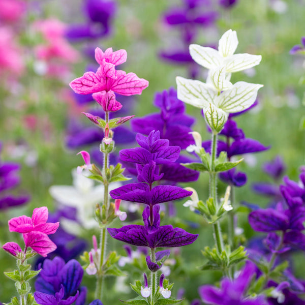 Close-up of colorful Salvia Tricolor flowers including pink, purple, and white in a natural setting.