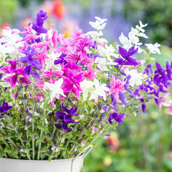 Bouquet of colorful Salvia Tricolor  flowers including purple, pink, and white in a garden setting.
