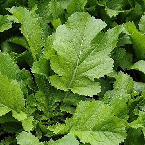 Mustard Leaves (سرسوں کا ساگ) – 1000+ Seeds