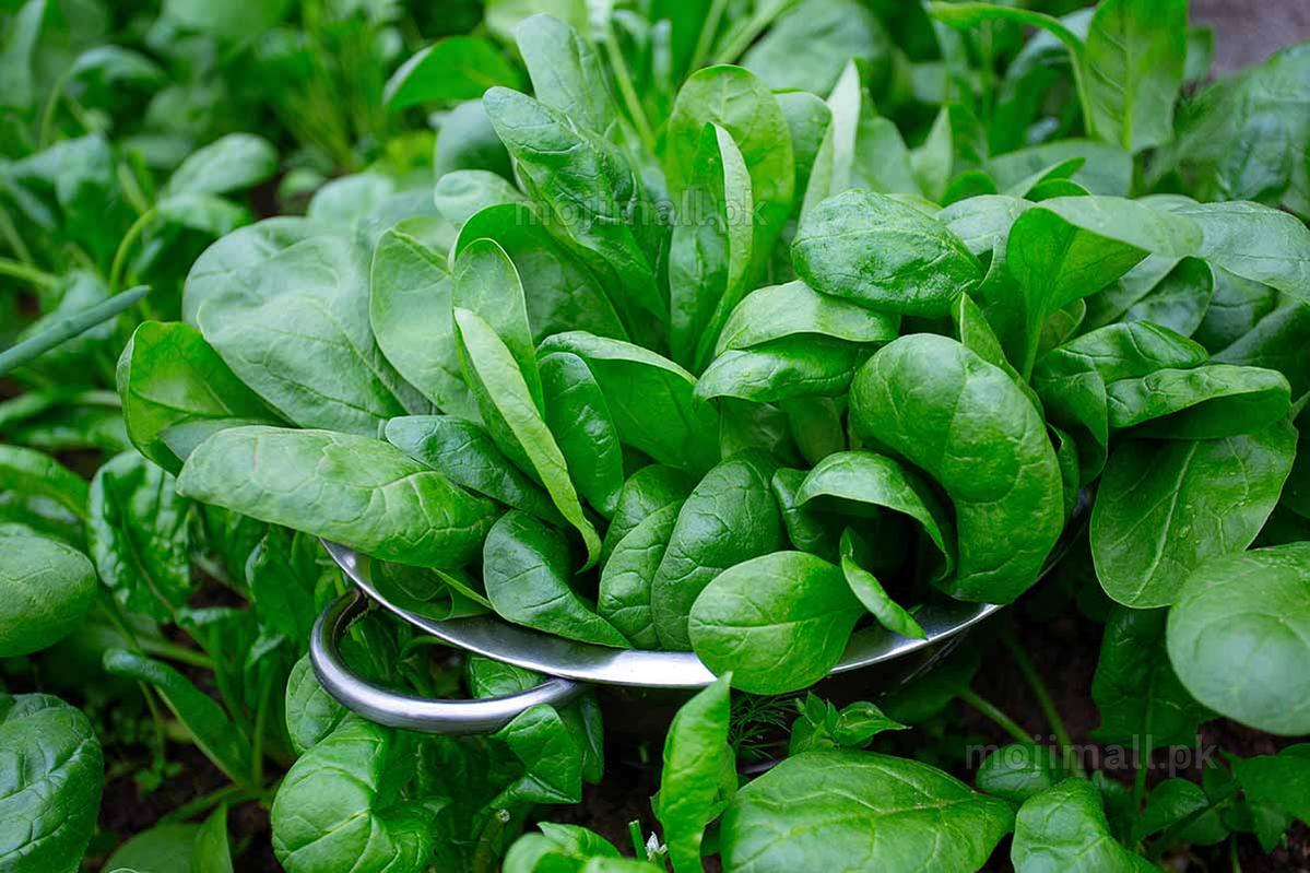 Spinach (دیسی پالک کے بیج) – 600+ Seeds-Moji Mall