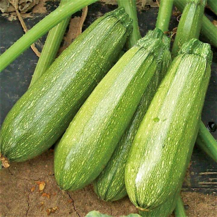 Squash Long – F1 Hybrid 15+ Seeds