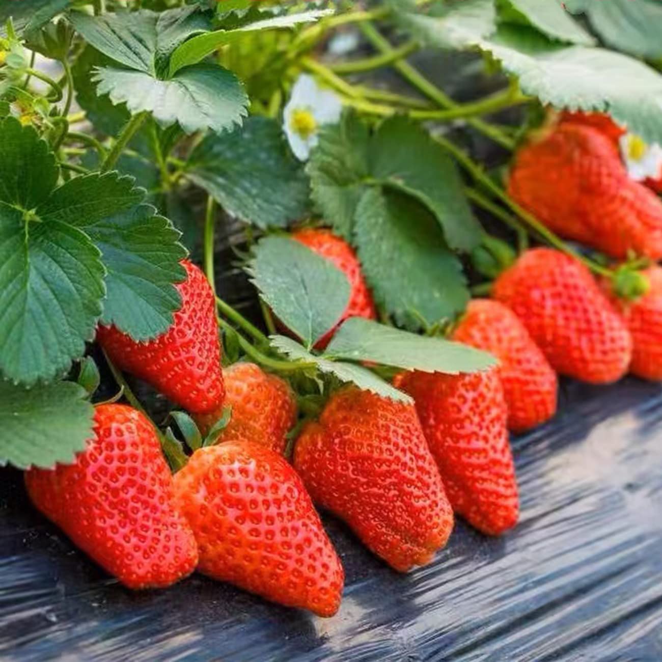 Strawberry (100+ Seeds)