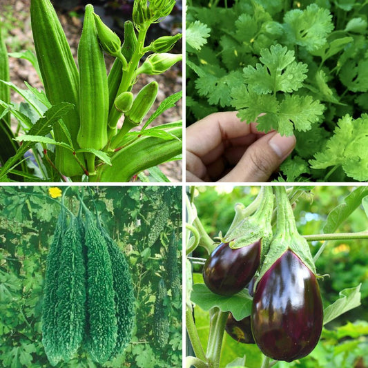 Summer Hybrid Vegetables Seeds (Pack of 12) – Random Variety