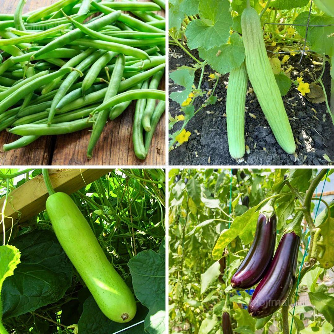 Summer Hybrid Vegetables Seeds (Pack of 12) – Random Variety-Moji Mall