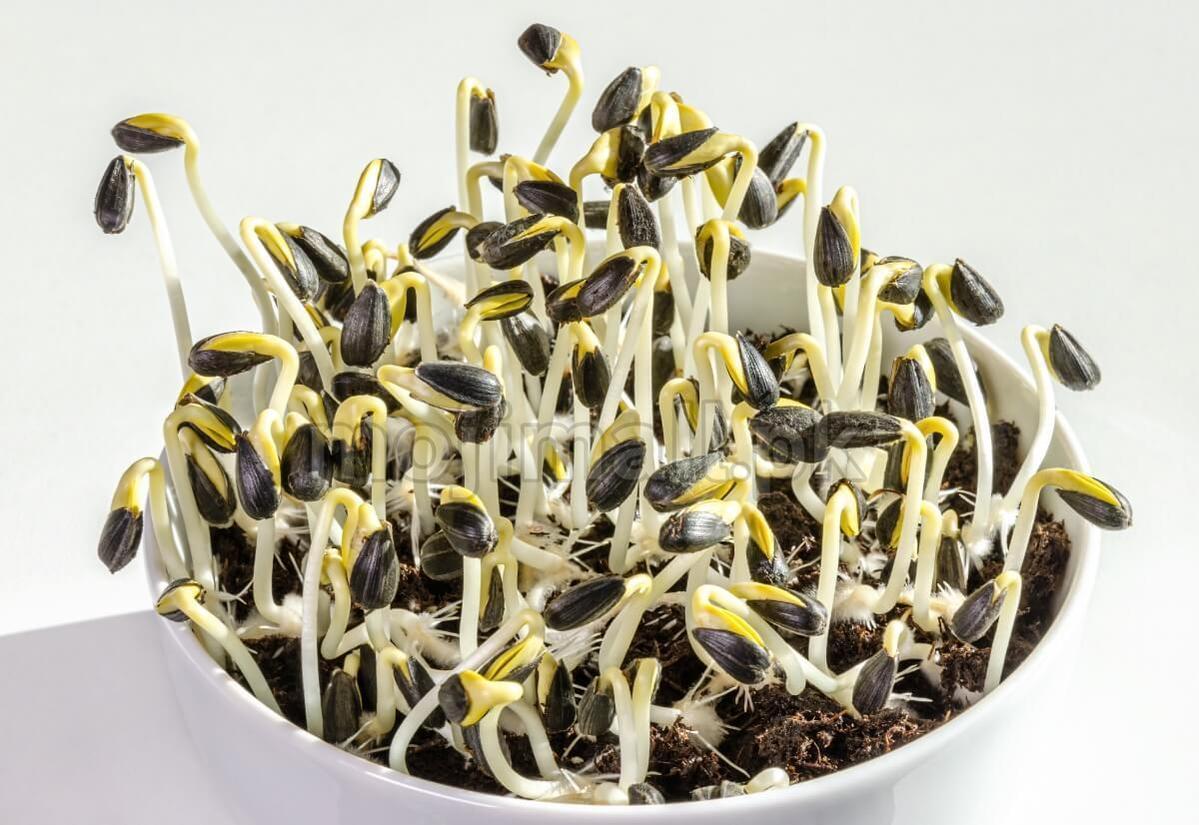 Sunflower Microgreens seeds at Moji Mall in Pakistan, illustrated by pale sprouts with dark seed hulls in a white bowl