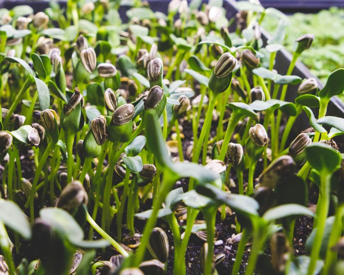 Sunflower: Microgreens Seeds