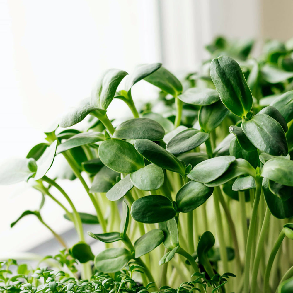 Sunflower: Microgreens Seeds