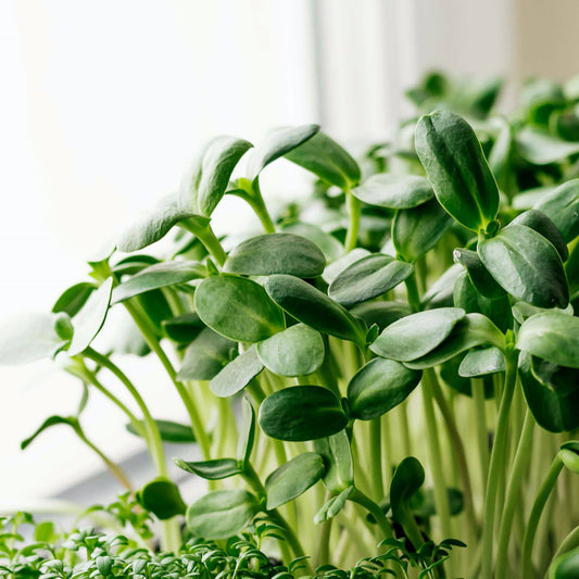 Sunflower: Microgreens Seeds
