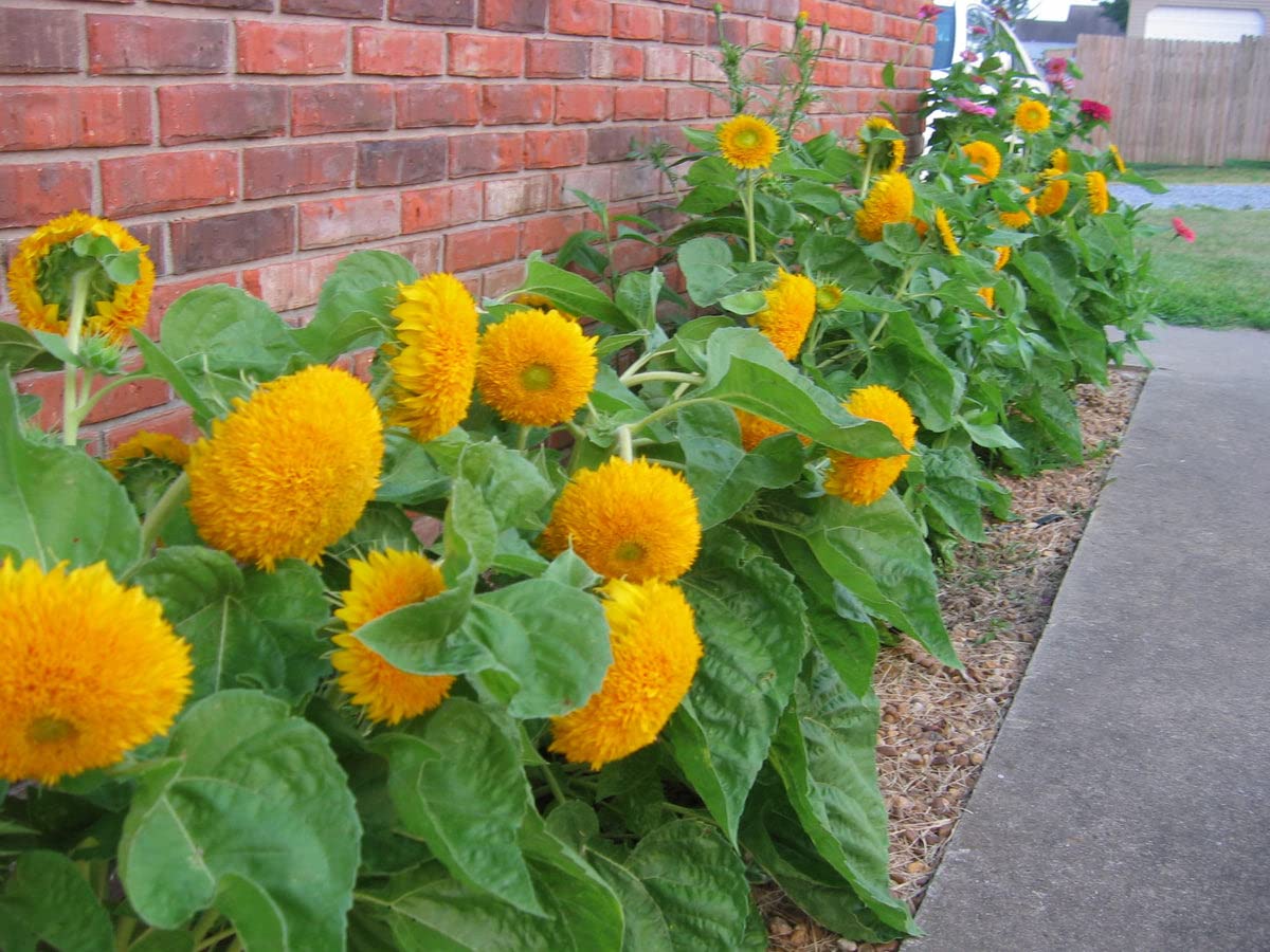 Sunflower Teddy Bear – 10+ Seeds (SUMMER)