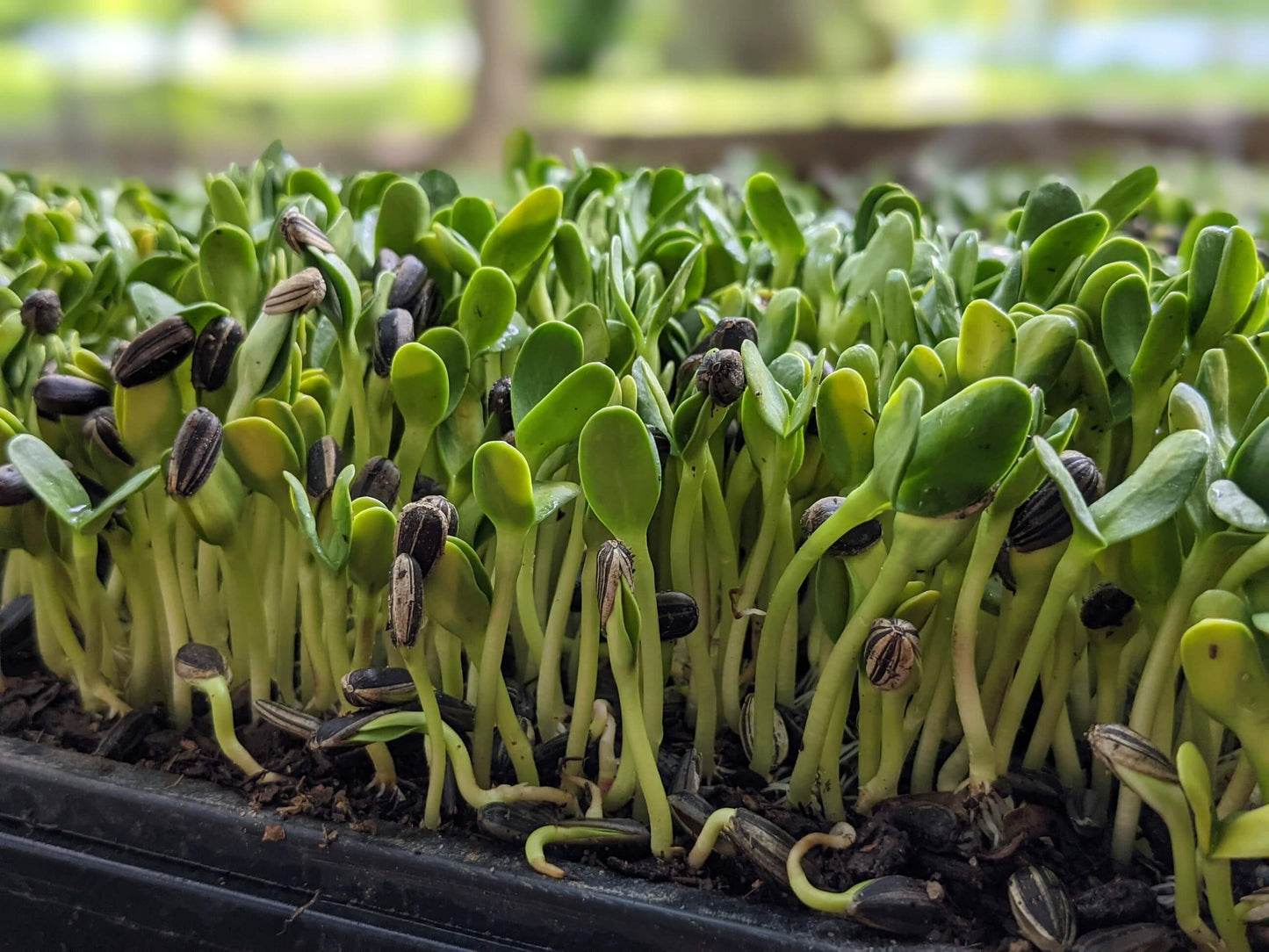 Sunflower: Microgreens Seeds