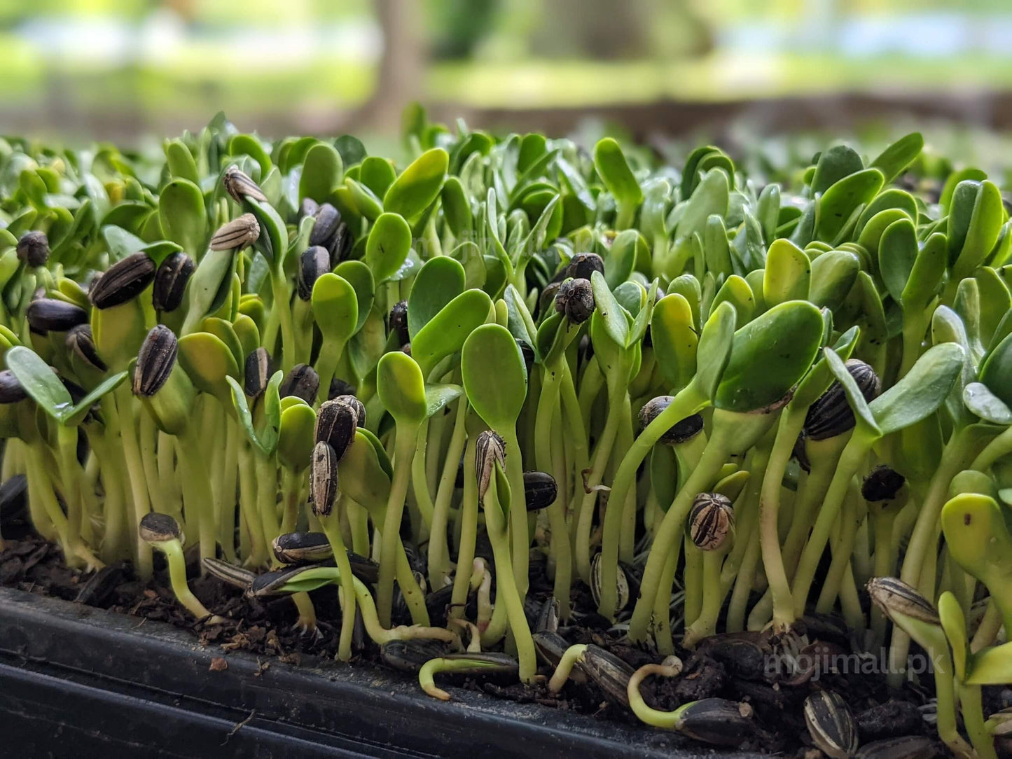 Sunflower: Microgreens Seeds-Moji Mall