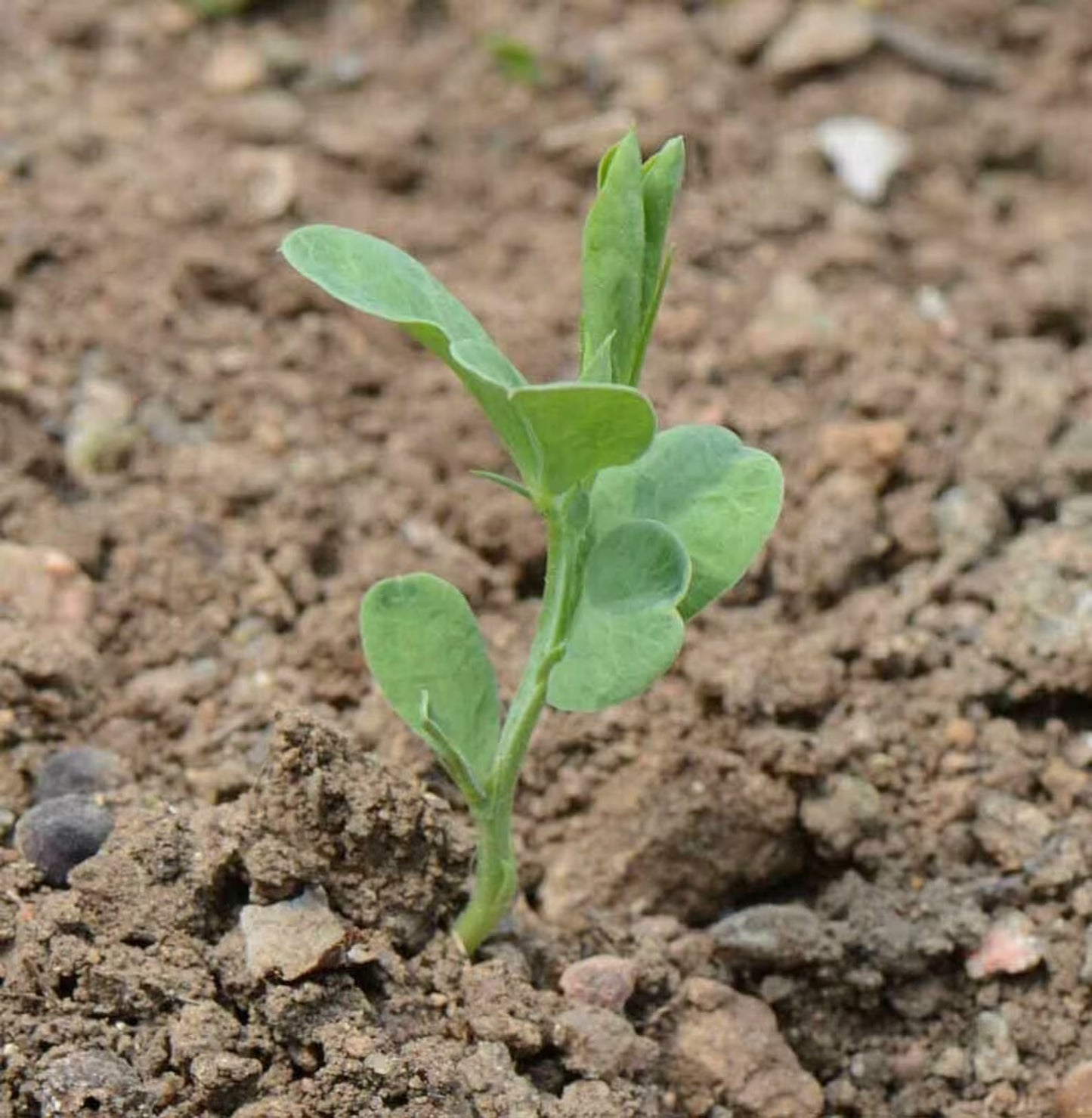 Young green Sweet Pea plant sprouting from soil