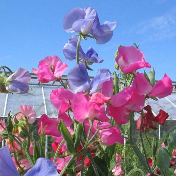 Colorful Sweet Pea flowers with pink, purple, and red hues against a clear blue sky.