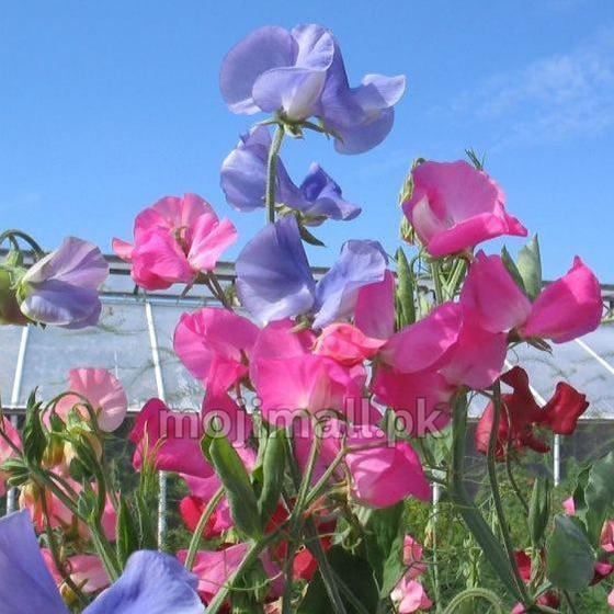 Colorful Sweet Pea flowers with pink, purple, and red hues against a clear blue sky.