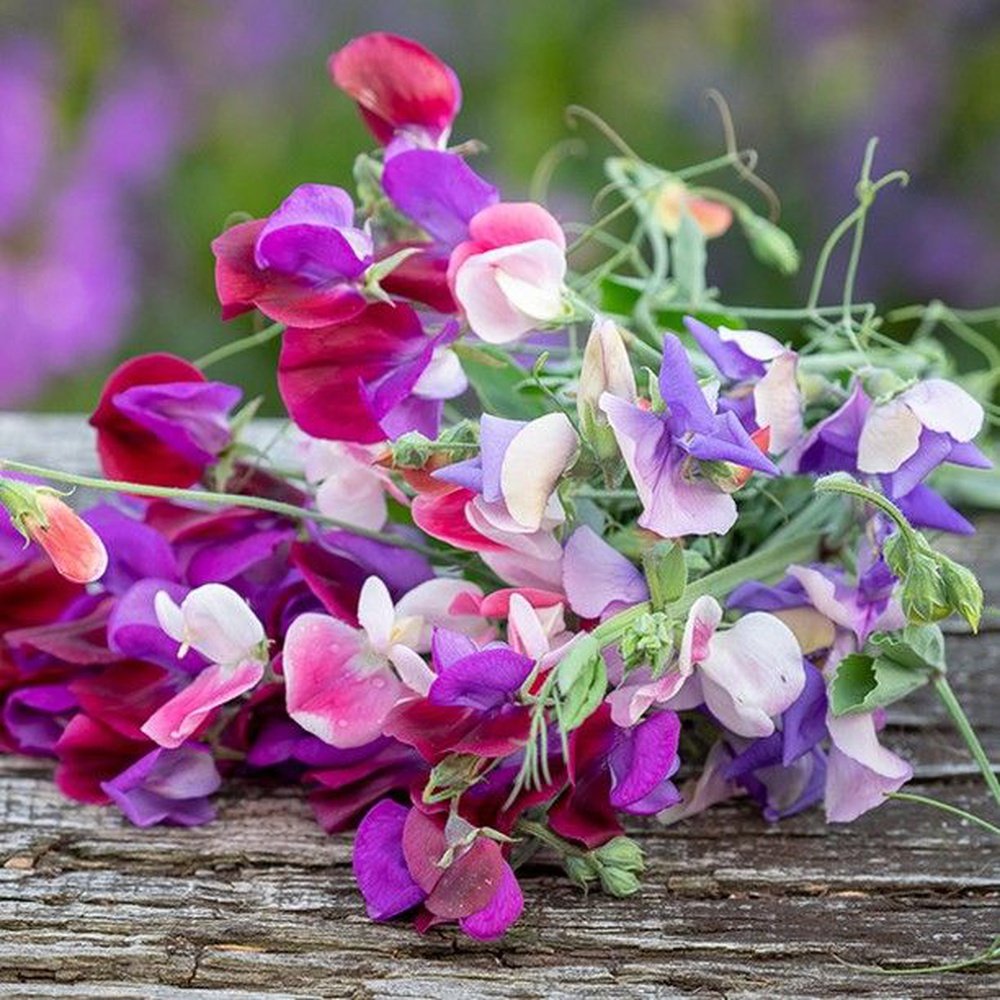Bouquet of purple, pink, and white Sweet Pea flowers on a wooden surface with a blurred natural background