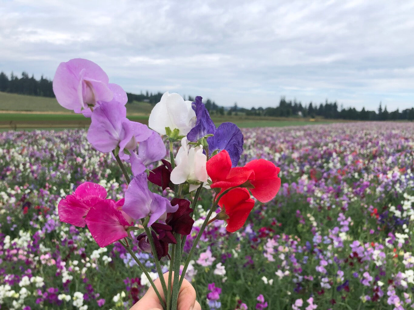 Hand holding a bouquet of colorful Sweet Pea flowers against a field of flowers under a cloudy sky.