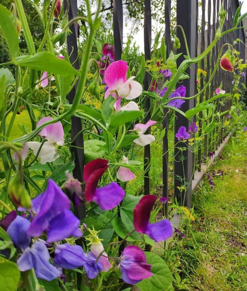Colorful Sweet Pea flowers growing against a black metal fence