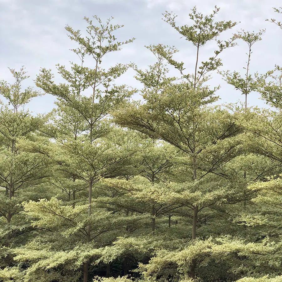 Terminalia - 10+ Tree Seeds