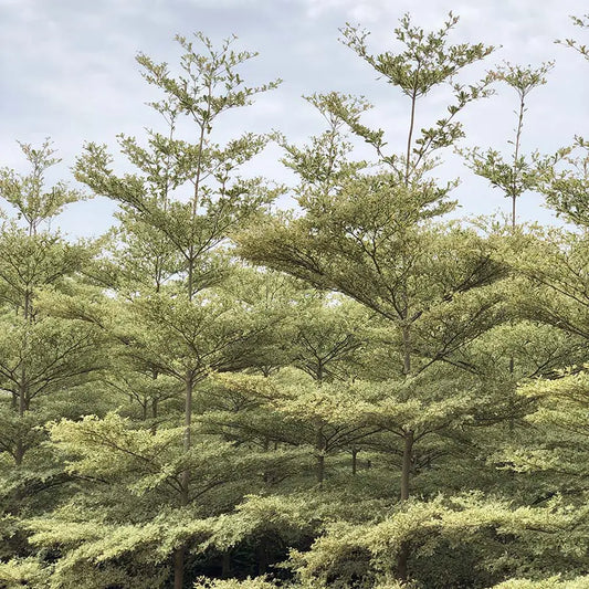 Terminalia – 10+ Tree Seeds