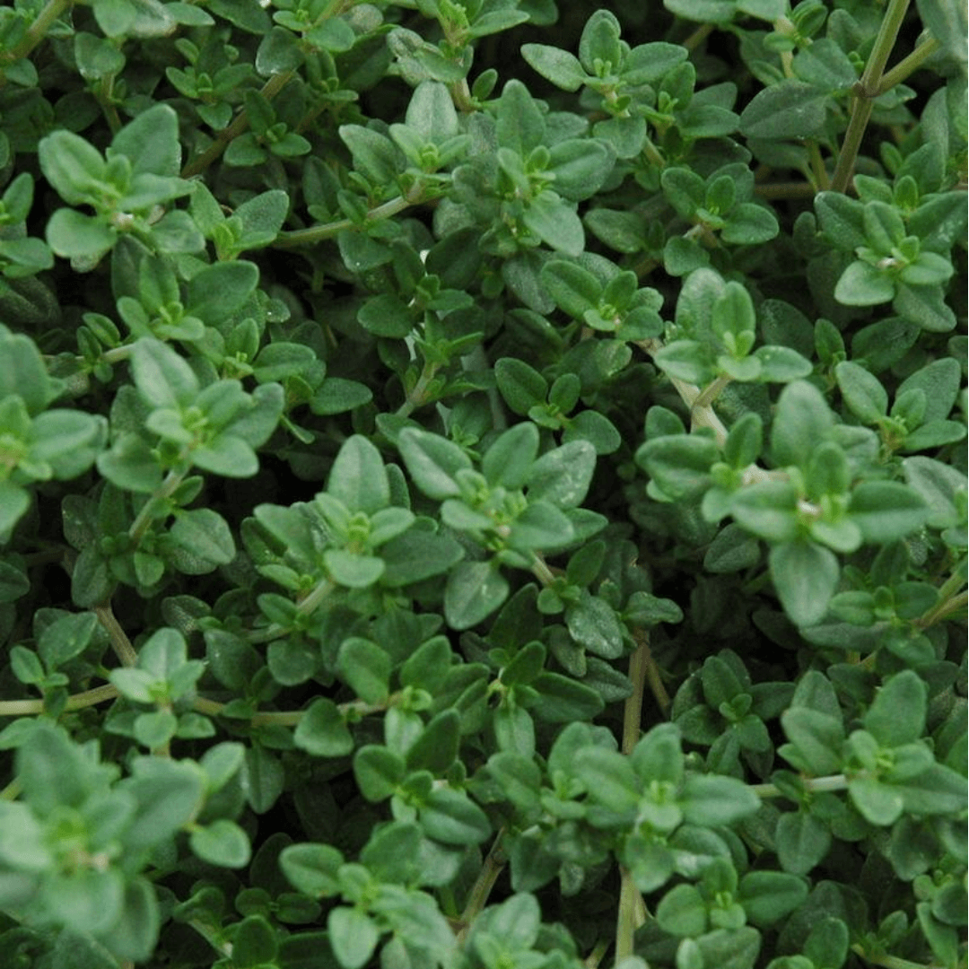 Thyme – 50+ Seeds