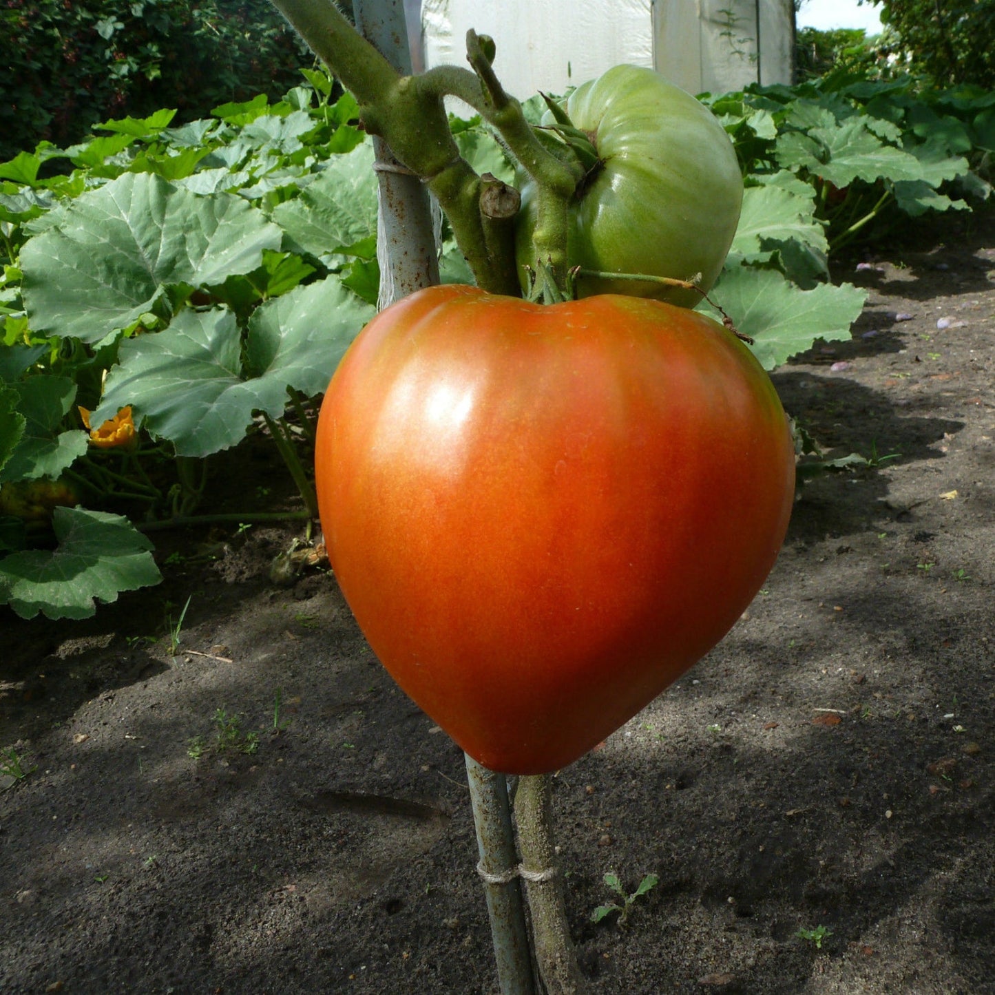 Tomato Ox Heart (20+ Seeds)