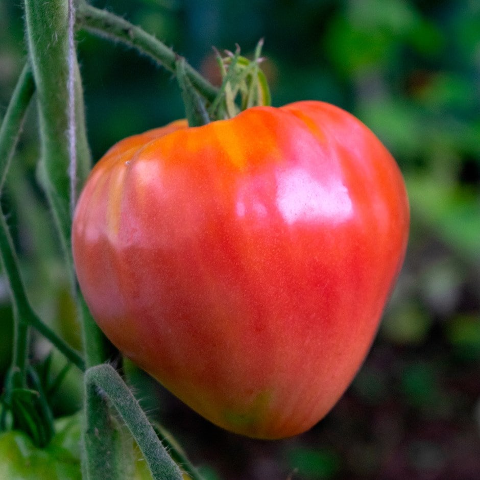 Tomato Ox Heart – 20+ Seeds