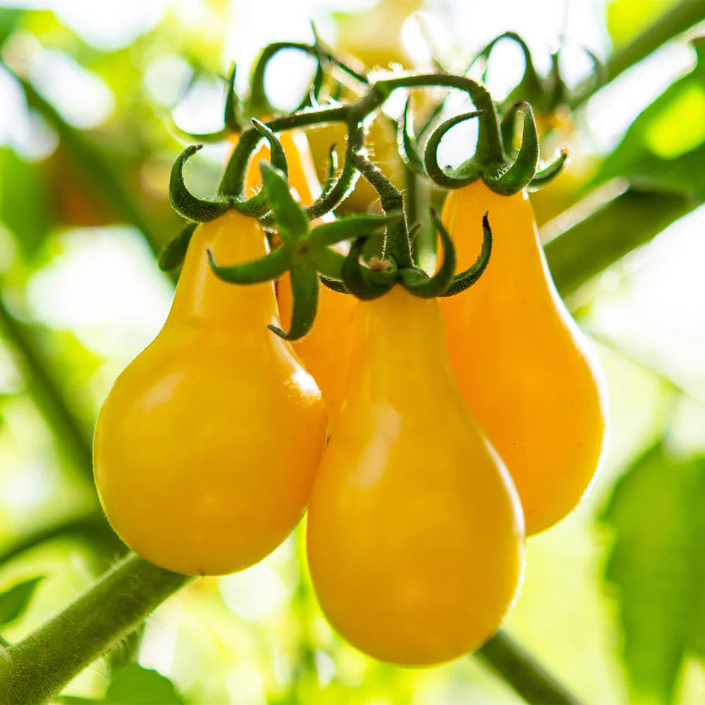 Tomato Cherry (Yellow Pear Shaped) – 25+ Seeds