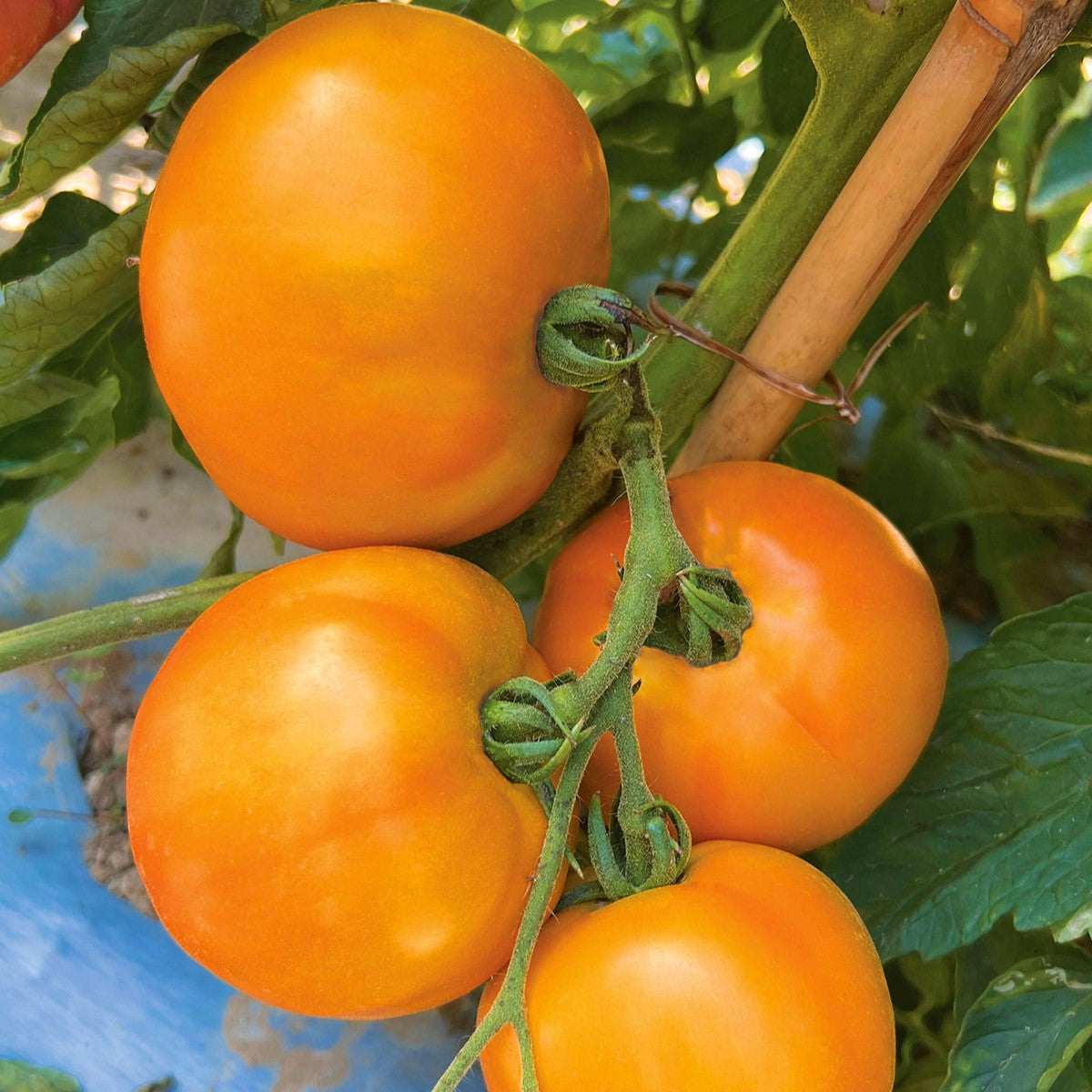 Tomato Yellow (Sunny Boy) - Seeds