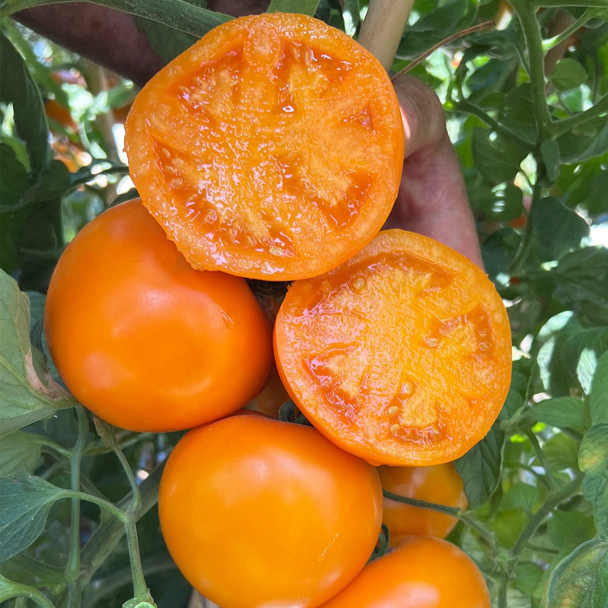 Tomato Yellow (Sunny Boy) - Seeds