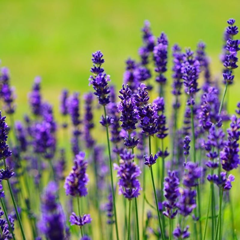 True Lavender - Challenging to Grow - 120+ Seeds