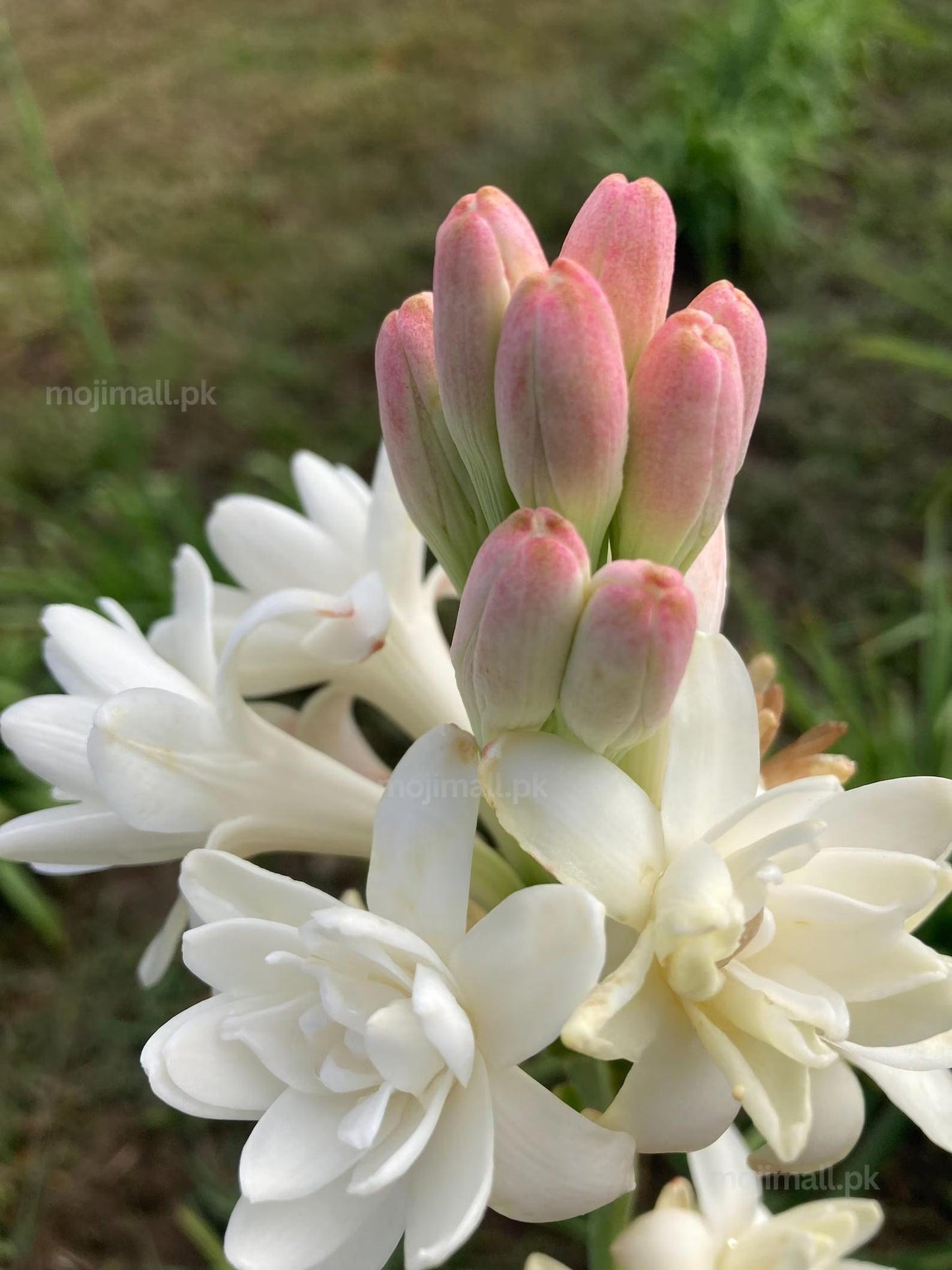 Tuberose (Double Petal) – Flower Bulbs-Moji Mall