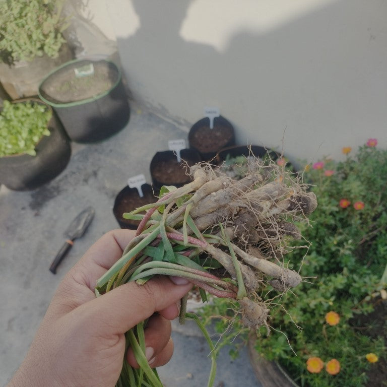 Tuberose (گل مریم) – Fragrant Bulbs for Garden