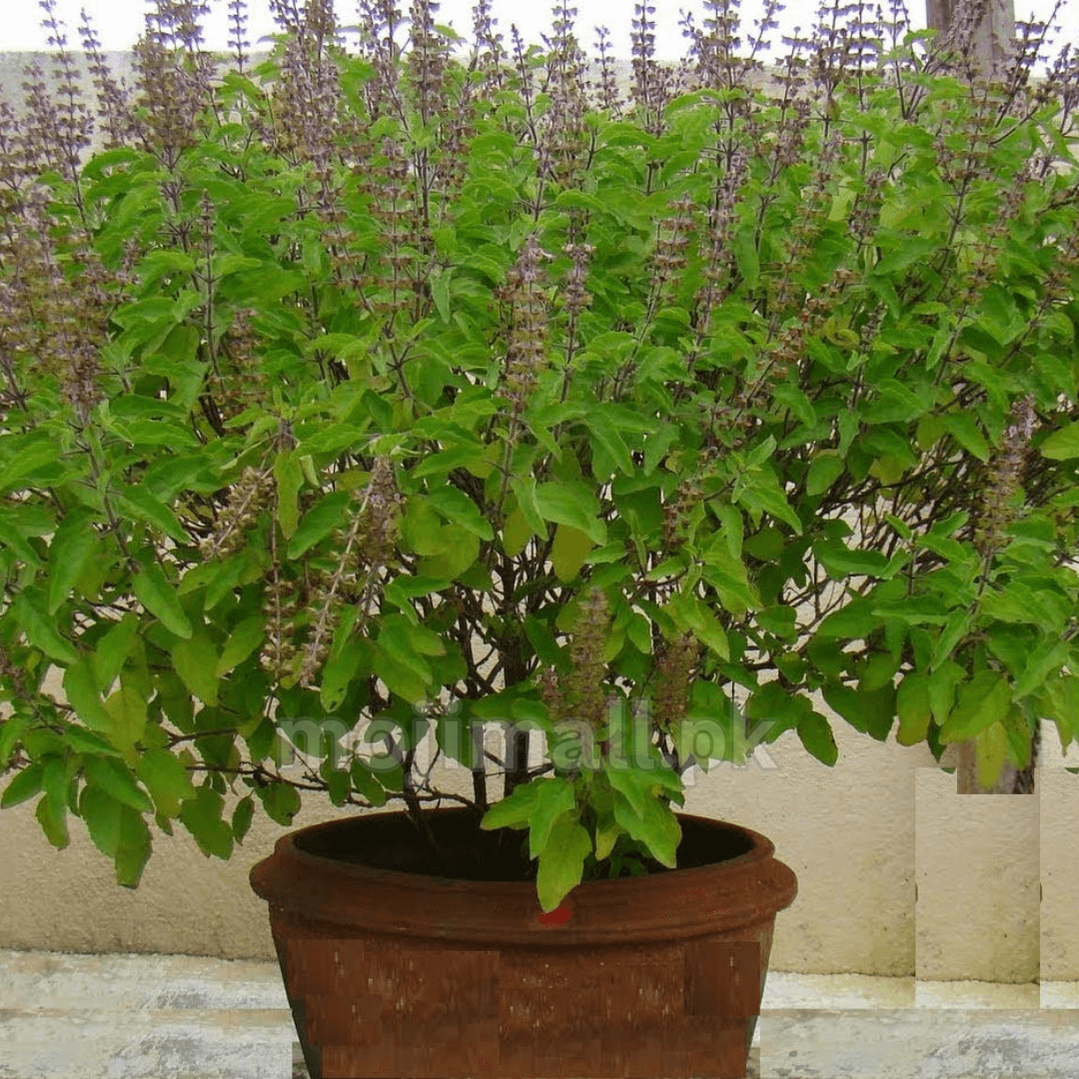 Tulsi (Holy Basil) – 50+ Seeds-Moji Mall