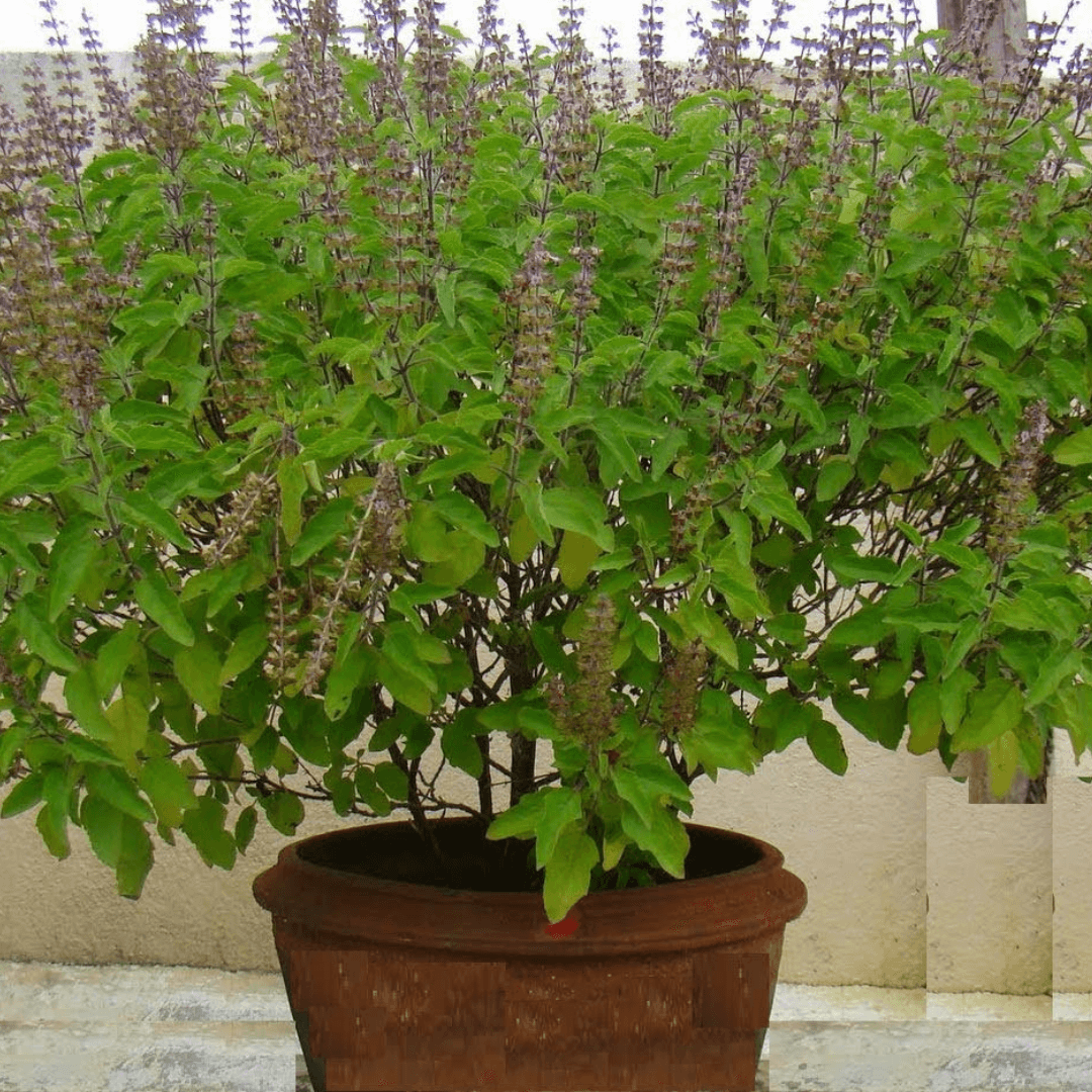 Tulsi (Holy Basil) – 50+ Seeds-Moji Mall