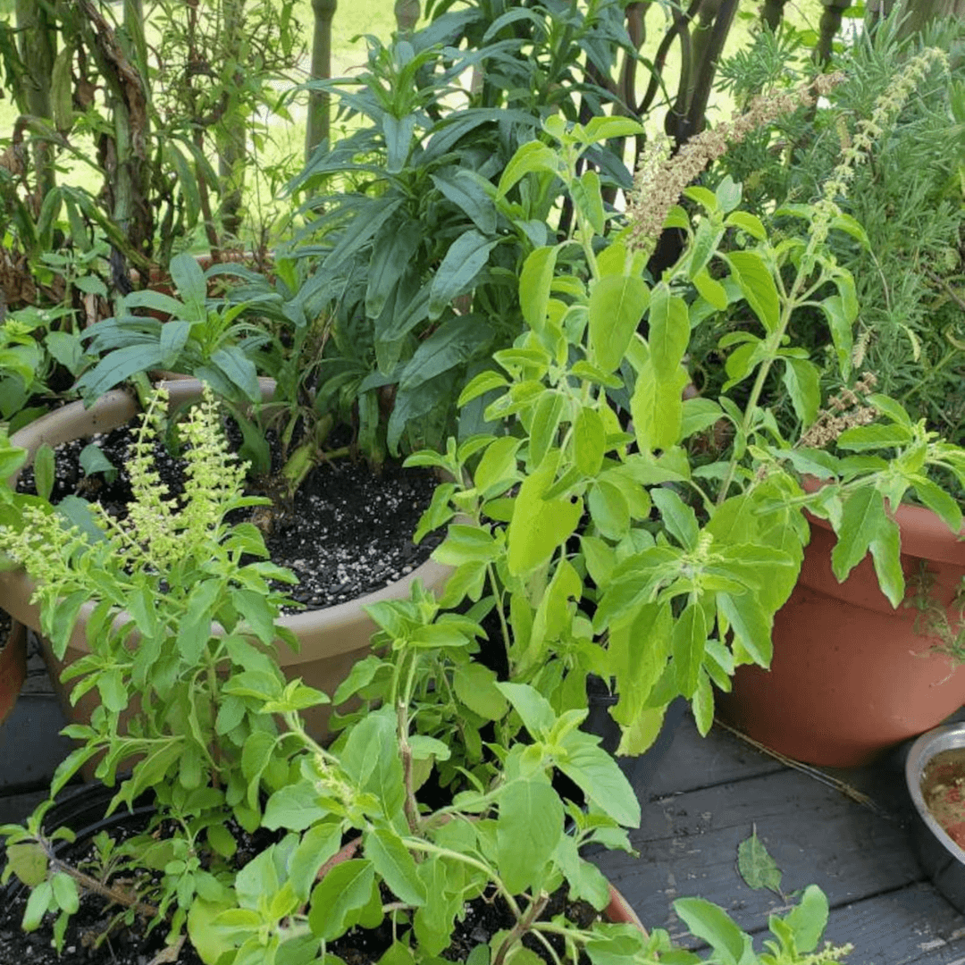 Tulsi (Holy Basil) – 50+ Seeds