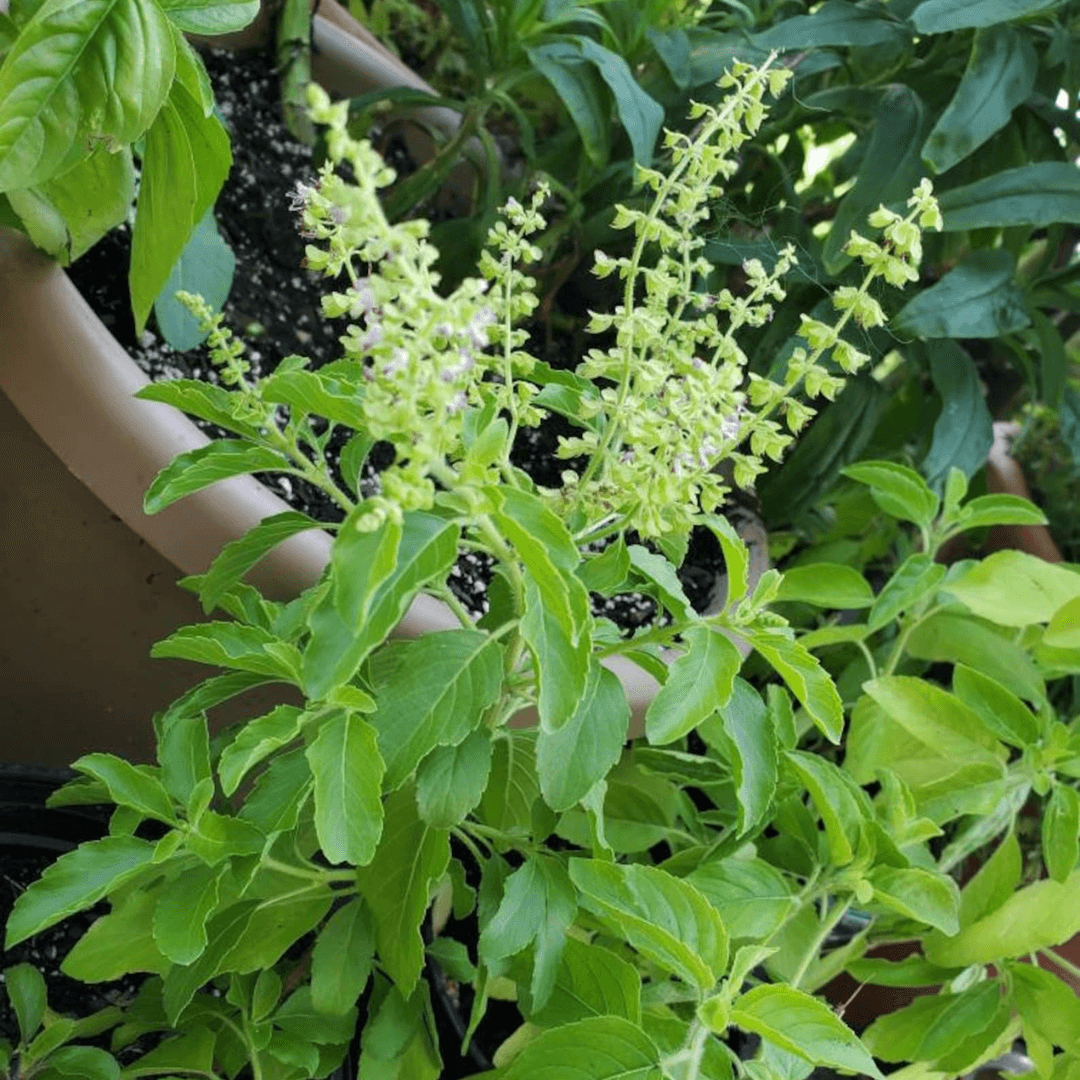 Tulsi (Holy Basil) – 50+ Seeds