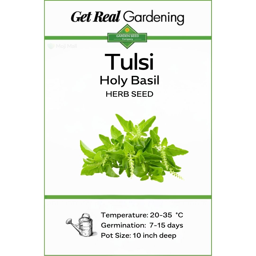 Tulsi (Holy Basil) – 50+ Seeds