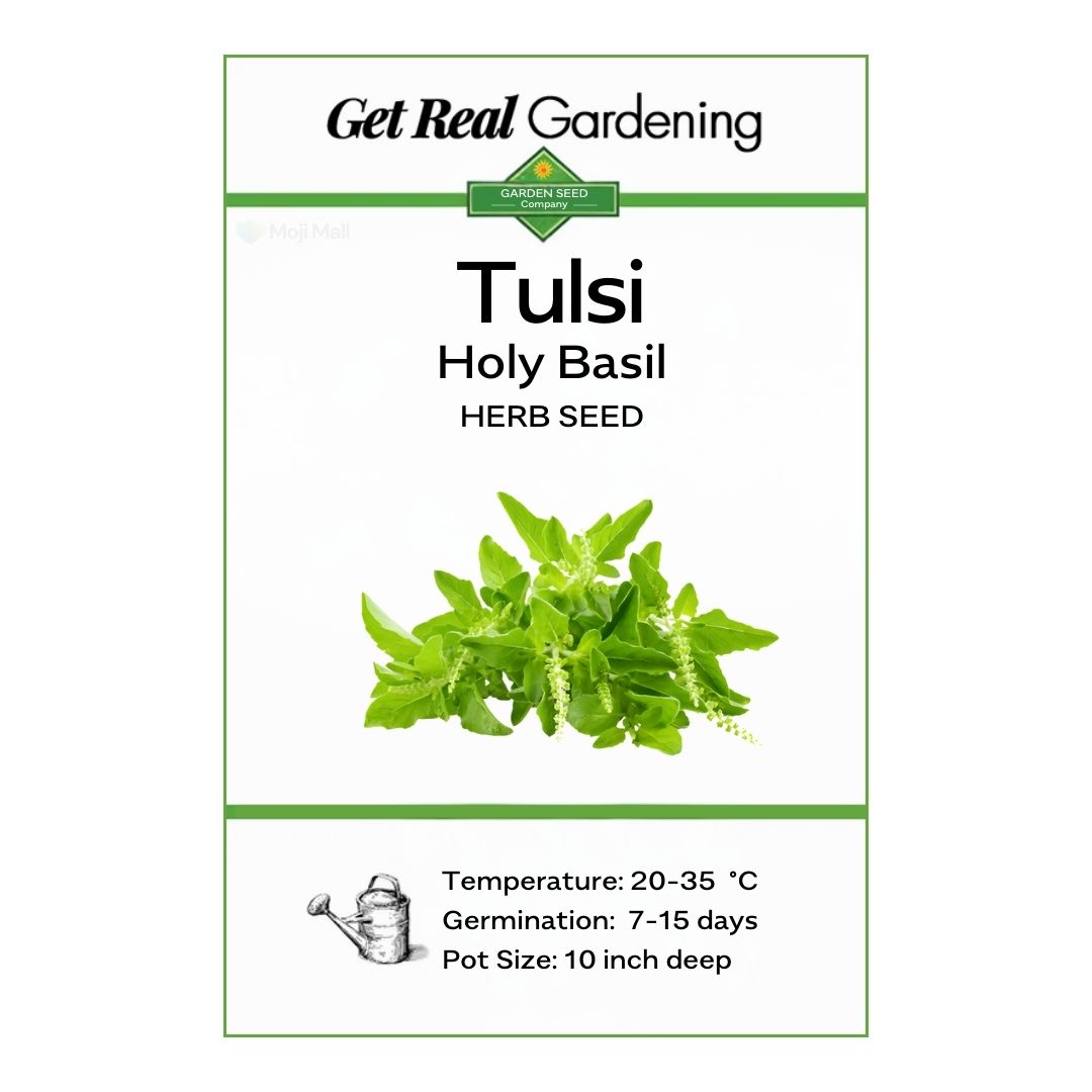 Tulsi (Holy Basil) – 50+ Seeds