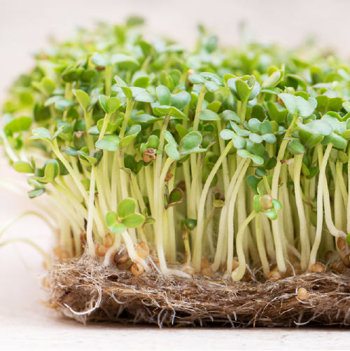 Turnip - Microgreens Seeds