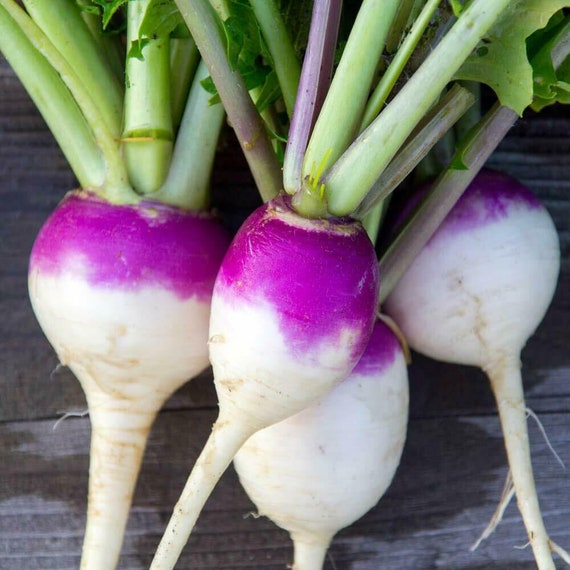 Turnip (Shalgam) - Purple - F1 Hybrid - 200+ Seeds