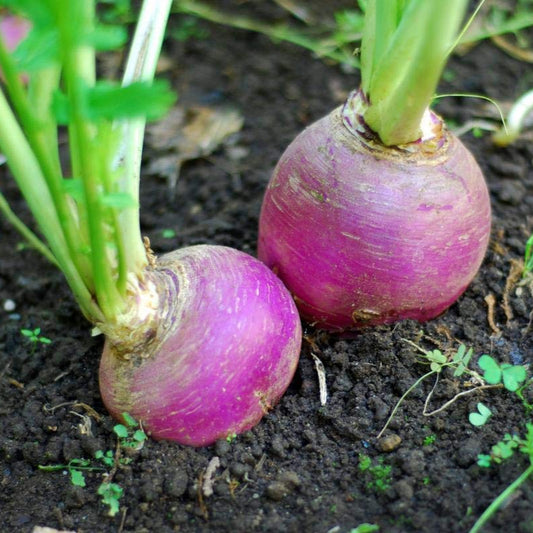 Turnip Purple Top Seeds available on Mojimall, offering fast-growing, disease-resistant seeds for a vibrant and productive garden.