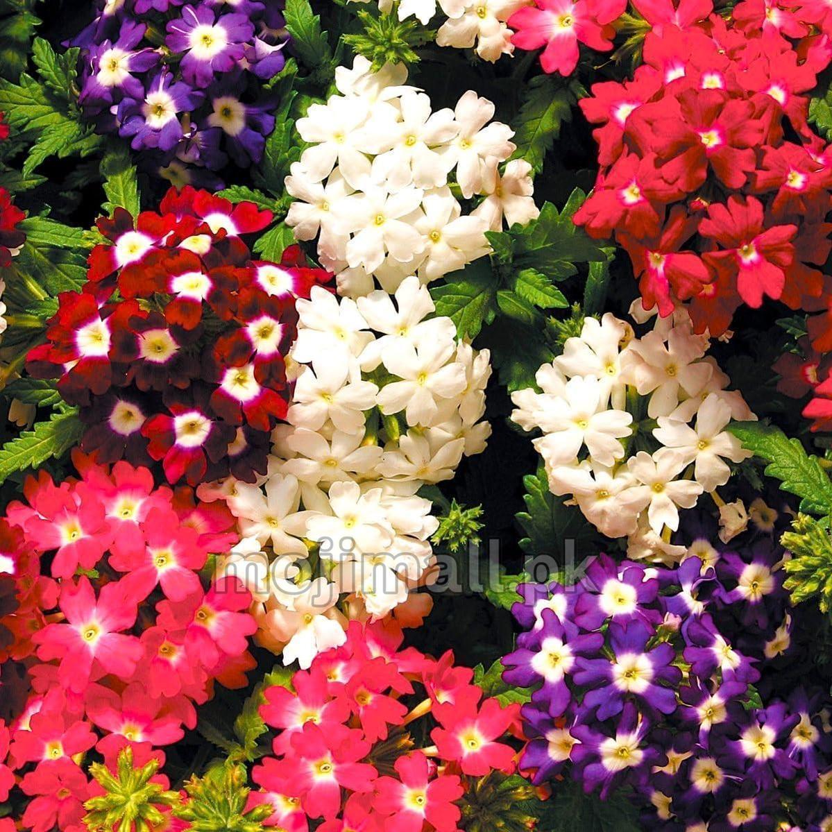 Verbena Hybrida Mix – 35+Seeds (WINTER)-Moji Mall